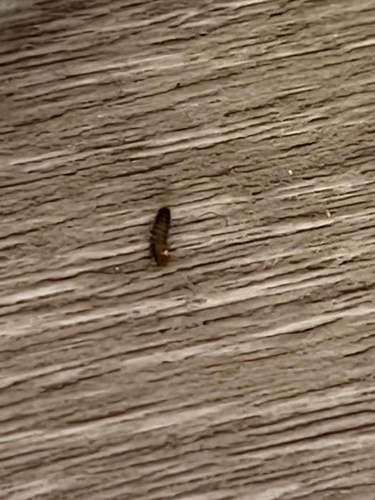 Brown, Segmented Worms with Hair on Tails Swarming Home are Carpet Beetle Larvae