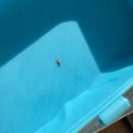 Striped, Brown Bug Found Near Closet is a Carpet Beetle Larva