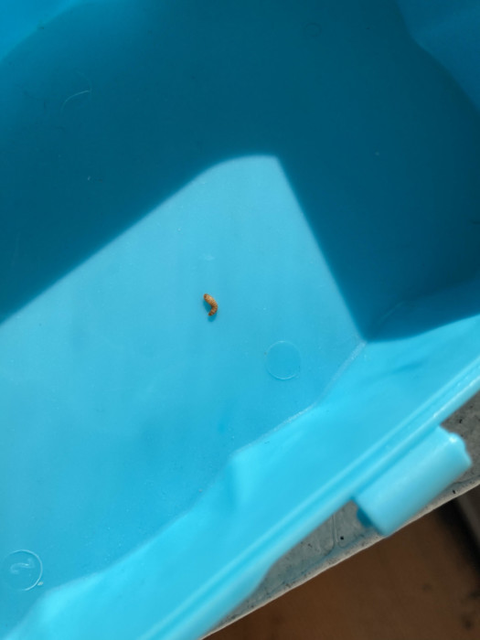 Striped, Brown Bug Found Near Closet is a Carpet Beetle Larva