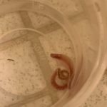 Translucent, Pink-white Worm Found in Toilet May be an Earthworm