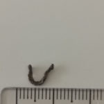 Dried-up, Dead, Brown Worms Found on Bedroom Floor are Earthworms