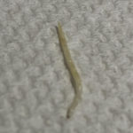 Thin, White Worm Found By Man with Pet Rabbit is a Stiletto Fly Larva