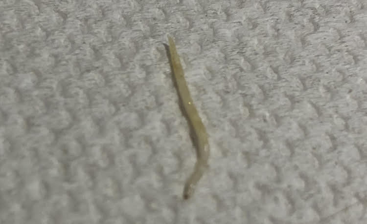 Thin, White Worm Found By Man with Pet Rabbit is a Stiletto Fly Larva