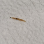 Black Worms Found Under Cat’s Scratching Pads Might be Fungus Gnat Larvae