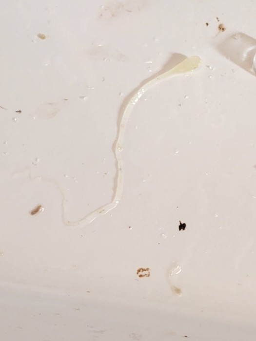 Slimy, White, Translucent Worm-like Organism Proves to be a Mystery