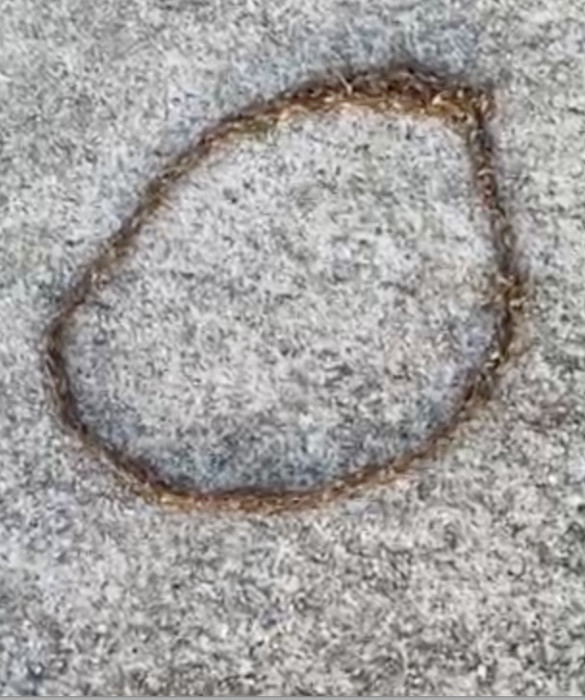 Circle of Worms Writhing Over Each Other in Driveway are Fungus Gnat Larvae