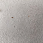 Reddish-brown Larvae Coming from Nail Holes in Wall Could be Wood-eating Insects