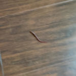 Earthworms Crawl Into Woman’s Home and Send Her Asking for Help