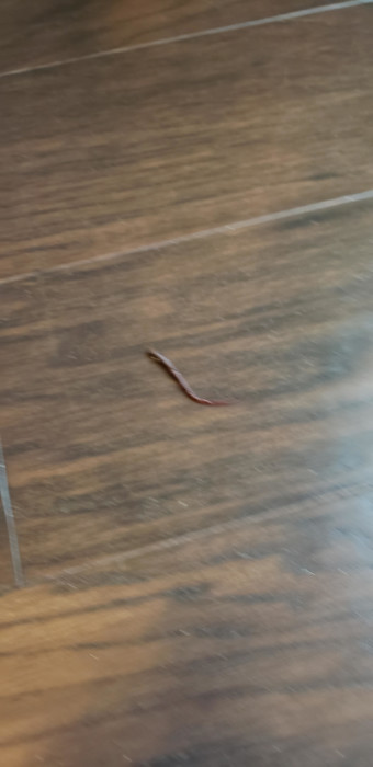 Earthworms Crawl Into Woman's Home and Send Her Asking for Help