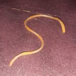 Thin, Yellow Worm Could be a Canary Worm