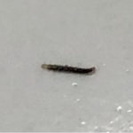 Translucent Worms in Sink are Flea Larva
