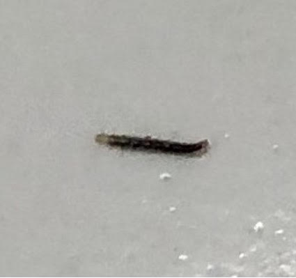 Translucent Worms in Sink are Flea Larva