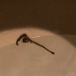 Long, Gray Worm Found in Toilet is a Hammerhead Worm
