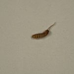Brown-striped Bug with Long Tail is a Carpet Beetle Larva