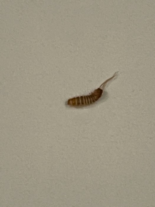 Brownstriped Bug with Long Tail is a Carpet Beetle Larva All About Worms