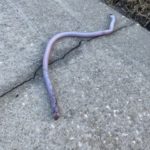 Light-gray, Segmented Worm Found in Suburb is a Florida Lizard Worm