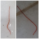 Long, Red Worm Found in Bathroom After Leak is Either an Earthworm or Bloodworm