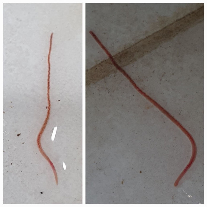 Long Red Worm Found In Bathroom After Leak Is Either An Earthworm Or Bloodworm All About Worms - How To Get Rid Of Red Worm In Bathroom Drains