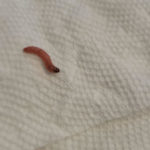 Pink Worm Found on Sofa May be a Caterpillar