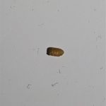 Light Brown, “Crunchy” Organisms Found in Laundry Hamper are Pupae