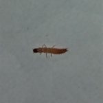 Orange Worm-like Critter Found on Bed is a Scarlet Malachite Beetle Larva
