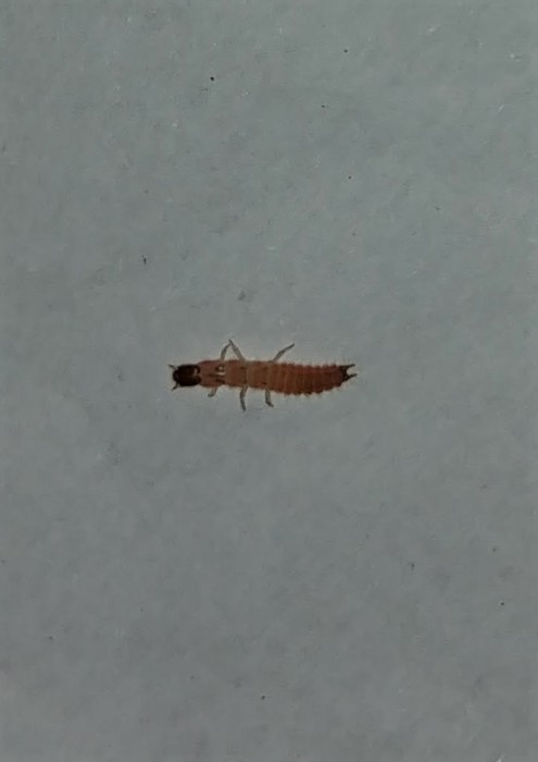 Orange Worm-like Critter Found on Bed is a Scarlet Malachite Beetle Larva