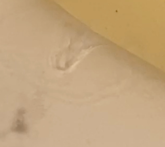 Silvery Shapes in Toilet Cause Concern