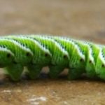 The Green Tomato Worm and its Distribution
