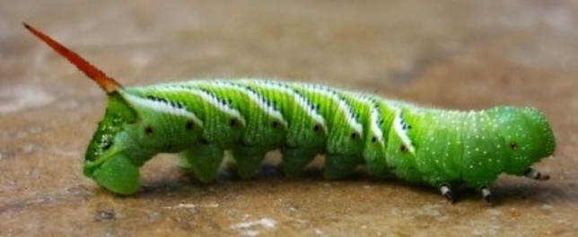 The Green Tomato Worm and its Distribution