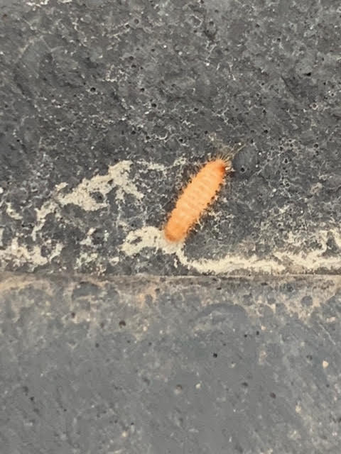 Light Brown Bristly Worms with Multiple Legs Invading Car are Carpet Beetle Larvae