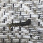Dried-up Worms on Patio Could be Euonymus Caterpillars