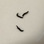 Dark Brown Worms in Jacuzzi Jets are Drain Fly Larvae