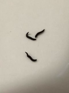 Dark Brown Worms in Jacuzzi Jets are Drain Fly Larvae