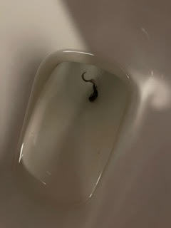 Long, Brown Worm in Toilet is a Flatworm