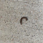 Black Worm-like Critters Swarming Property are Millipedes