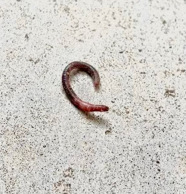 Pink and Brown Worm Found by Flower Bed is an Earthworm