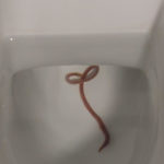 Red-striped Worm in Toilet Bowl is a Tiger Worm