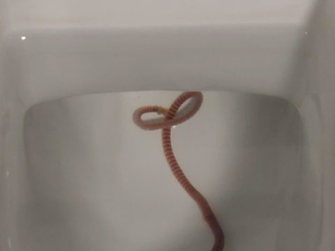 Earthworms Archives All About Worms - How To Get Rid Of Red Worm In Bathroom Drain Pipe