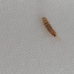 Light Brown Bug with Bristles is a Carpet Beetle Larva