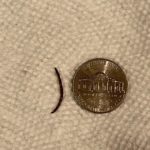 Tiny, Black Worm is a Flatworm