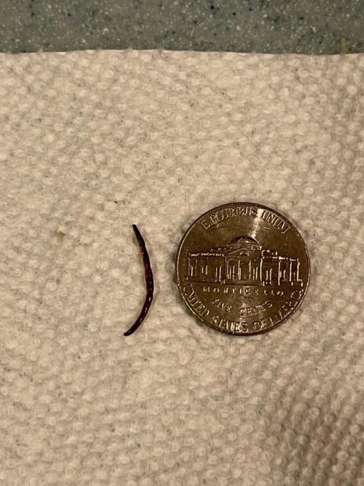 Tiny, Black Worm is a Flatworm