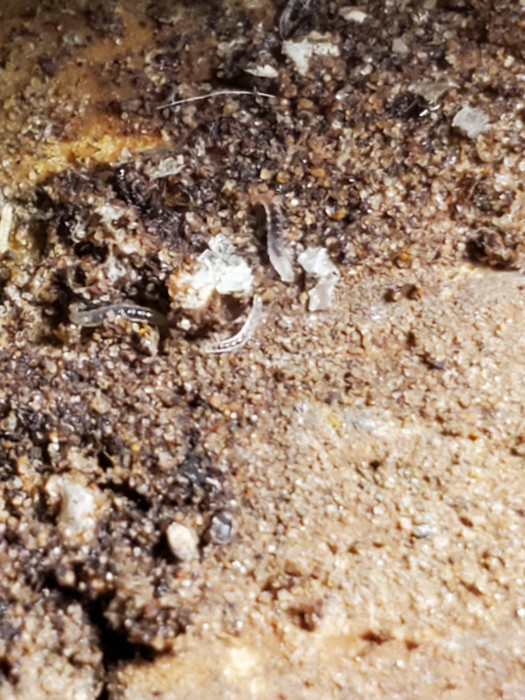 Clear Worm-like Critters Under Tile Floor are Flea Larvae