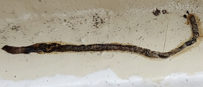 Long Dead Worms Found in Florida Could be Millipedes