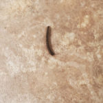 Black Worms with Antennae Found All Over House are Millipedes