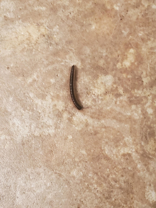 Black Worm-like Critter with Antennae is a Millipede