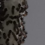 Hundreds of Tiny Black Bugs on Cords are Newly-hatched Moth Larvae