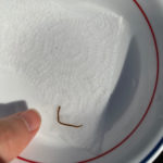 Worm Found in Koi Pond is a Leech