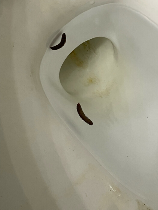 Brown Worm-like Creatures in Toilet are Black Soldier Fly Larvae