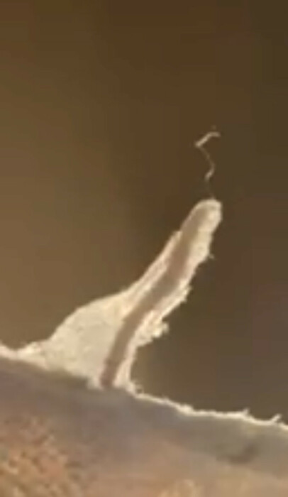 White Worm in Fabric Could be a Clothes Moth Larva
