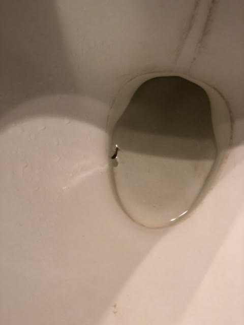 Translucent Bug with Thin Legs Found in Bathroom Could be a Flea Larva or a Centipede